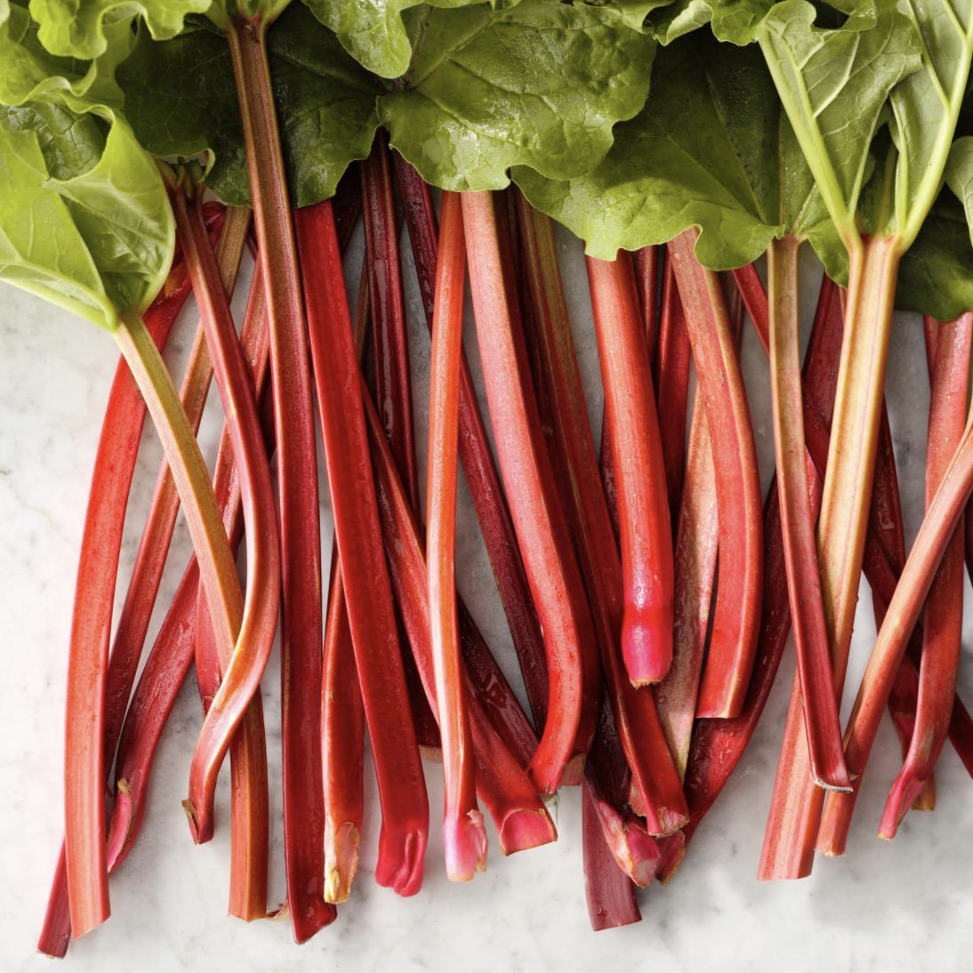 Rhubarb