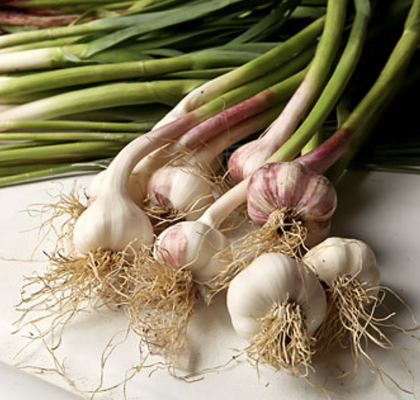 Spring Garlic